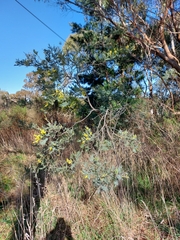 Acacia dealbata