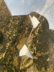 Caridina cantonensis
