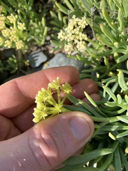 Crithmum maritimum