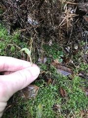 Pterostylis trullifolia
