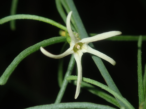 Anthocercis genistoides (Anthocercis genistoides)