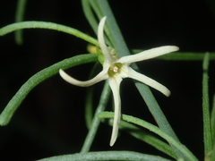 Anthocercis genistoides