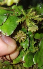Marchantia