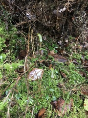 Pterostylis trullifolia