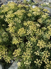 Crithmum maritimum