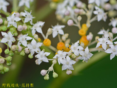 Sambucus javanica