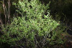 Leptospermum laevigatum