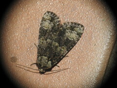 Craniophora ligustri
