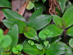 Belosynapsis ciliata