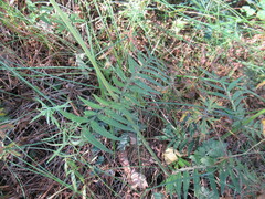 Valeriana officinalis