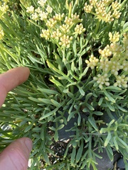 Crithmum maritimum