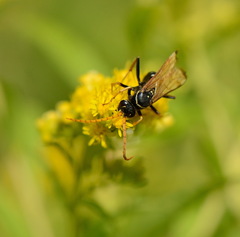 Parabatozonus lacerticida
