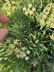 Crithmum maritimum