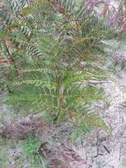 Pteridium esculentum