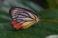 Delias hyparete