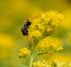 Parabatozonus lacerticida