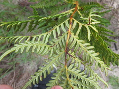 Pteridium esculentum