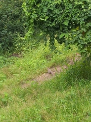 Streptopelia senegalensis