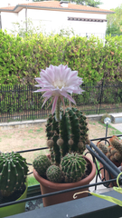 Echinopsis