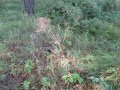 Valeriana officinalis