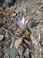 Crocus speciosus