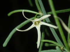 Anthocercis genistoides