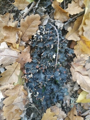 Peltigera malacea