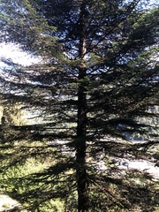 Abies alba