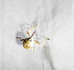 Curculio glandium