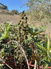 Ricinus communis