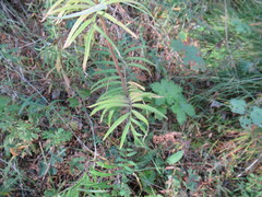 Valeriana officinalis