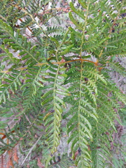 Pteridium esculentum