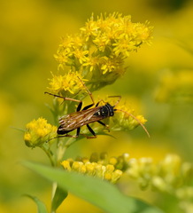 Parabatozonus lacerticida
