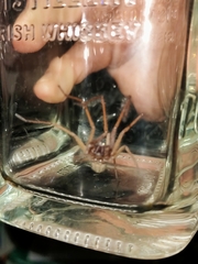 Eratigena atrica
