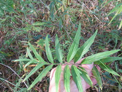 Valeriana officinalis