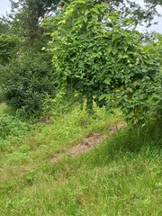 Streptopelia senegalensis