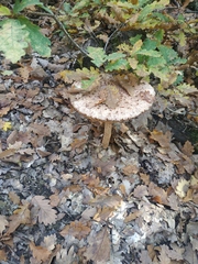 Macrolepiota procera