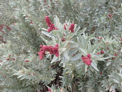Atriplex cinerea