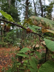 Atropa belladonna