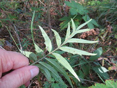 Valeriana officinalis