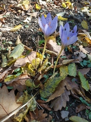 Crocus speciosus