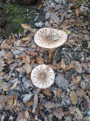 Macrolepiota procera