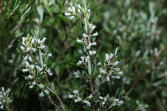 Agiortia pedicellata