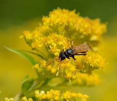 Parabatozonus lacerticida