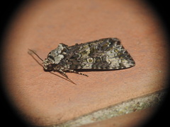 Craniophora ligustri