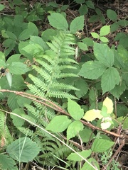 Dryopteris filix-mas