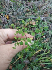 Euphorbia stricta