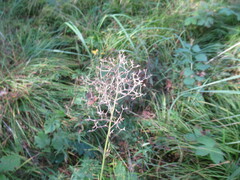Valeriana officinalis