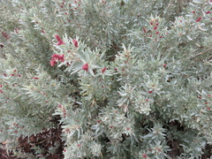 Atriplex cinerea
