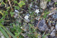 Caryophyllaceae